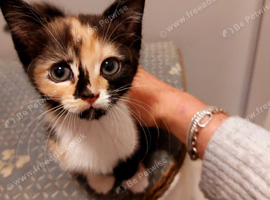 Female Girl Kitten Black Ginger White Calico multi colour