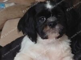 1 male Shih tzu puppy left for sale, (REDUCED)