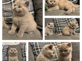 BEAUTIFUL PEDIGREE HEALTH TESTED BSH KITTENS