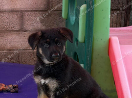 German Shepherd pups