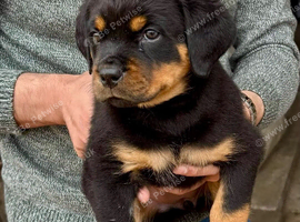 Rottweiler