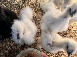 Silkie chicks 4/5 weeks old - off heat