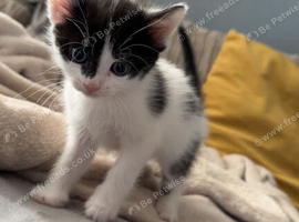 5 weeks old kittens ready for a new home