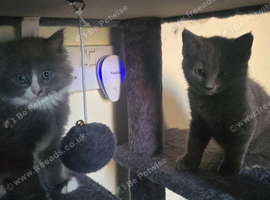 Stunning kittens need new homes
