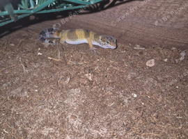 Young leopard gecko