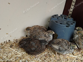 Young Chinese/button quail
