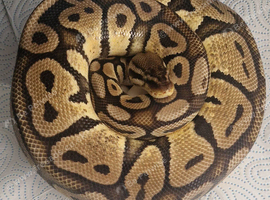 Various royal morphs available