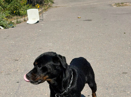 Rehome my dog