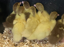Muscovy Ducklings