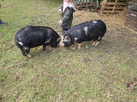 Pair of kunkune