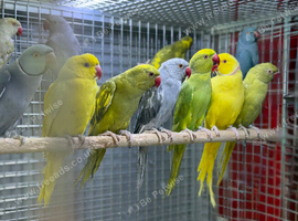 Indian ringneck
