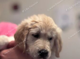 GORGEOUS GOLDEN RETRIEVER PUPPIES READY FOR LOVING HOMES