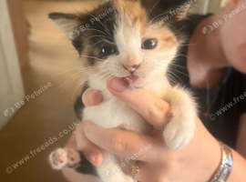 Kittens for sale