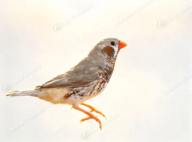 ZEBRA MUTATION FINCHES