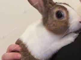 Bunny for sale