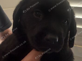 Labrador x Rottweiler