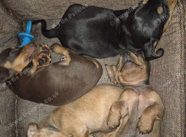 PRA CLEAR MINIATURE DACHSHUND GIRLS