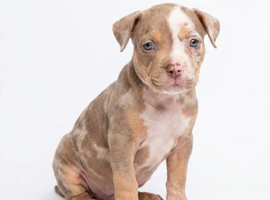 Puppies for sale