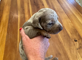 Dachshund dapple Isabella puppies