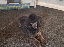 Toy poodle cross bull terrier