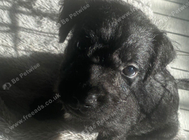 *patterdale pups READY NOW*