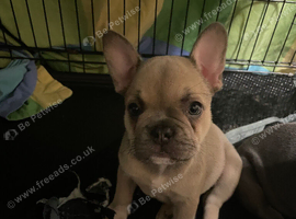 Frenchbulldog puppy