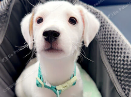 13 weeks old