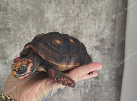 3 year old red foot tortoise with vivarium