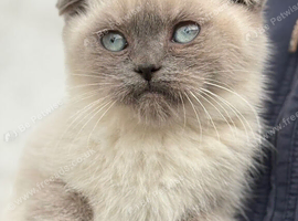 Scottish fold X BSH