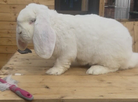 French lops