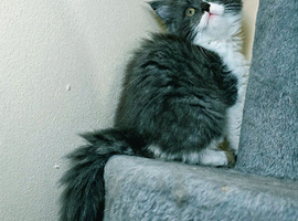 Maine coon