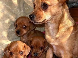 Chihuahua puppies