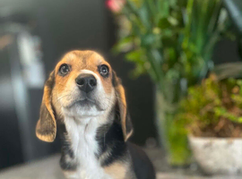 Corgi cross basset hound puppies
