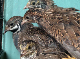 Chinese painted quail cpq