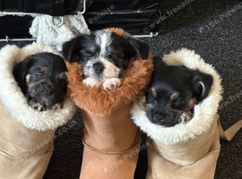Jack Russell Cross Maltese have 2 girls and one boy available