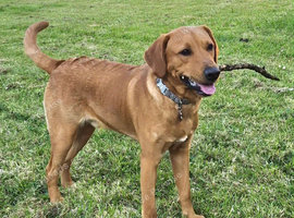 13 month old red fox Labrador