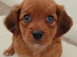 Cocker spaniel x Jack Russell