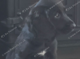Cocker spaniel pups ready now quick sale