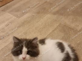 Doll face persain male white and grey!! 11 weeks old