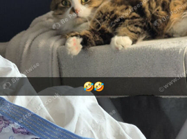 Fluffy