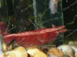 Red cherry shrimps.