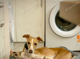 3-Year-Old Whippet Cross Seeking His Forever Home