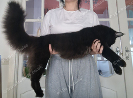 Last 2 from litter of 8 maine coon kittens in Bury