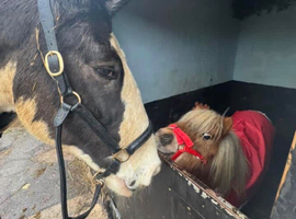 registered miniature shetland mare