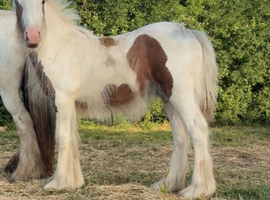 6 month old colt foal make 14.2/15hh