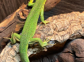 Western Green Lizard at Birmingham Reptiles