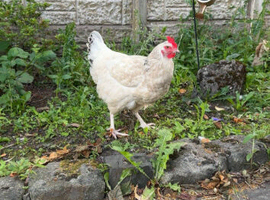 Hens looking for a home