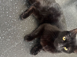 5 year old black male cat