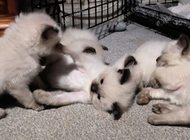 Gorgeous fluffy kittens