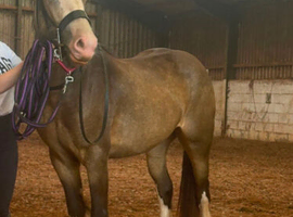 Lilly 14.2 cob mare